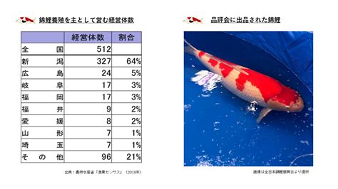 錦鯉飼養|日本伝統の「泳ぐ芸術品」錦鯉について学ぼう：農林水産省